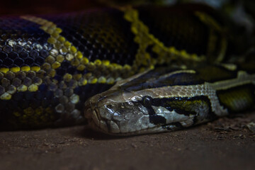 Close-up image of a snake.