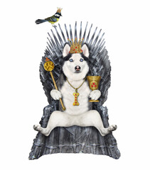 A dog husky king in a gold crown with a scepter and a goblet is sitting on a metal throne. White background. Isolated.