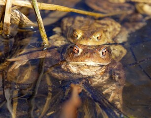 Common or European toad brown colored, Mating toads