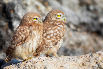 Little owl. Colorful nature background. Athene noctua.  