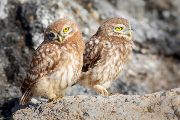 Little owl. Colorful nature background. Athene noctua.  