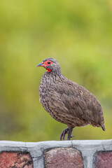Swainsons Spurfowl sitting on a wall near a camp in the Kruger Park, South Africa