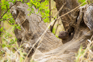 Dwarf Mongoose peers out of its nest in an old tree in the Kruger Park