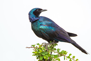 Burchell's starling sitting on a treetop in the Kruger National Park, South Africa