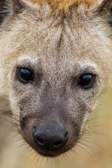 Obraz premium Young hyena sitting at the entrance of its den in the Kruger Park, South Africa
