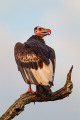 White-headed vulture roosting in a tree over a carcass in the Kruger Park, South Africa