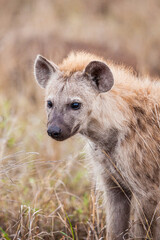 Young hyena sitting at the entrance of its den in the Kruger Park, South Africa