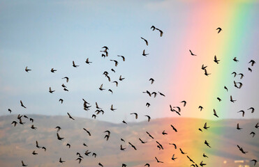 Flying birds and Rainbow. Blue sky background.