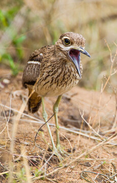 Water thick-knee walking around its nest on the ground in the Kruger Park