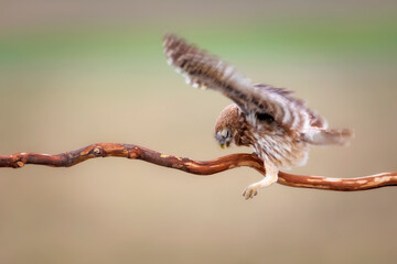 Little owl. Colorful nature background. Athene noctua.  