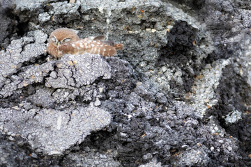 Little owl. Colorful nature background. Athene noctua.  