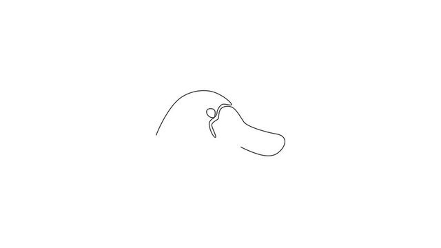 Animation of one line drawing of smart unique platypus head for logo identity. Typical Australian animal mascot concept for national park icon. Continuous line self draw animated. Full length motion.
