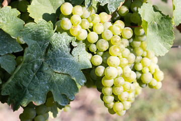 Riesling grapes growing in a vineyard in the Rheingau in Germany