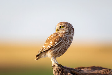 Little owl. Colorful nature background. Athene noctua.  