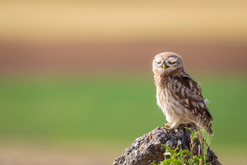 Little owl. Colorful nature background. Athene noctua.  