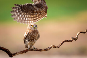 Little owl. Colorful nature background. Athene noctua.  