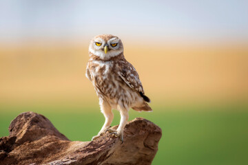 Little owl. Colorful nature background. Athene noctua.  