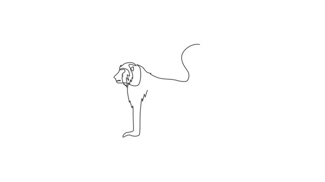 Animated self drawing of single continuous line draw walking baboon for national zoo logo identity. Cute primate animal mascot concept for circus show icon. Full length one line animation illustration