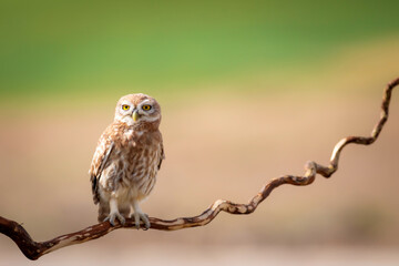 Little owl. Colorful nature background. Athene noctua.  