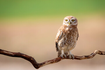 Little owl. Colorful nature background. Athene noctua.  