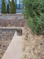 cat