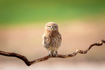 Little owl. Colorful nature background. Athene noctua.  