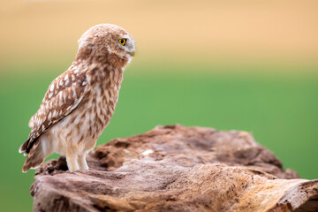 Little owl. Colorful nature background. Athene noctua.  