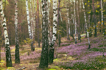 Wrześniowy las. Kwitnące wrzosy w lesie.