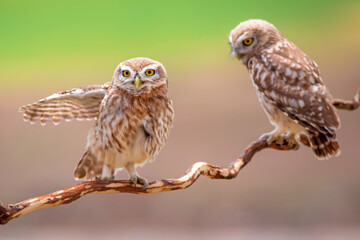 Little owls. Colorful nature background. Athene noctua.  