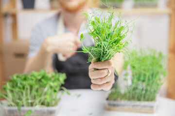 Happy farmer man sell microgreen sprouts baby beans pea and sunflower on home background