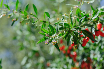 Goji berry fruits and plants in sunshine garden