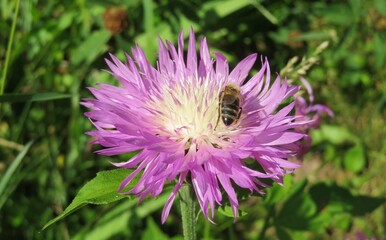 Bee on purple centaurea flower in the meadow, closeup - obrazy, fototapety, plakaty