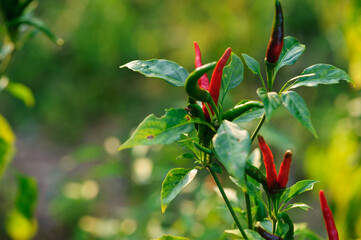 Growing  pepper Organic farming in mountains