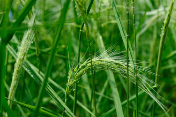 Flowering rice plant growing in the field