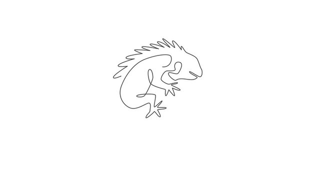 Animated self drawing of single continuous line draw beautiful iguana for company logo identity or pet collector. Exotic animal mascot concept for reptilian zoo. Full length one line animation.