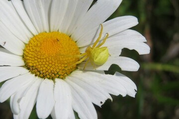 Closeup of chamomile flower with yellow crab spider on petals