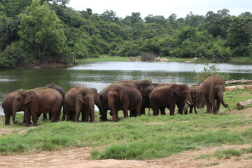 GROUP OF ELEPHANTS STANDING ON RIVERBANK