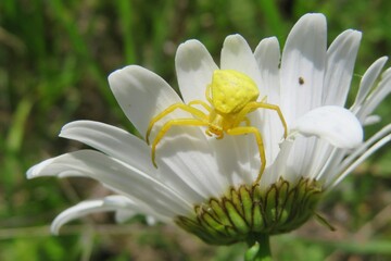 Beautiful yellow crab spider on chamomile petals in the meadow