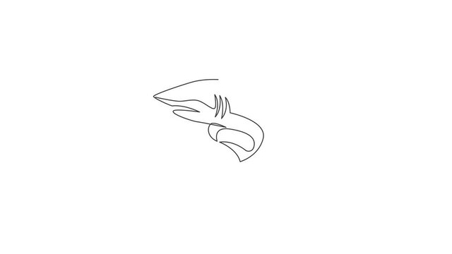 Animated self drawing of continuous line draw shark sea fish predator for underwater life aquarium logo. Wild sea animal concept for nature lovers foundation mascot. Full length single line animation.