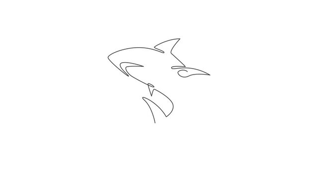 Animated self drawing of continuous line draw aggressive shark for nature adventure company logo. Wildlife sea fish animal concept for safe ocean organization mascot. Full length one line animation.