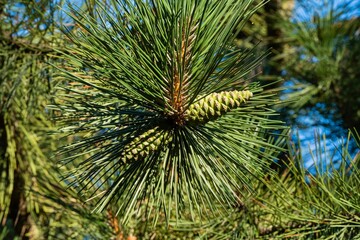 Young green cones on branch of Austrian pine or black pine (Pinus Nigra) against blurred background of blue summer sky. Selective focus. Evergreen landscaped summer garden. Landscape for any wallpaper