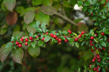 Rote Beeren / Fr&uuml;chte an einem Strauch / Busch