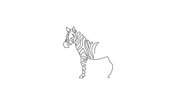 Animation of one line drawing of zebra for national park zoo safari logo. Typical horse from Africa with stripes concept for kids playground. Continuous line self draw animated. Full length motion.