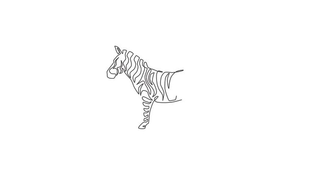 Animated self drawing of single continuous line draw elegant zebra company logo identity. Horse with stripes mammal animal concept for national park safari zoo mascot. Full length one line animation.