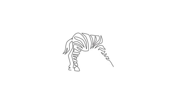 Animation of one single line drawing of zebra for zoo safari national park logo. Typical horse from Africa with stripes concept for kids mascot. Continuous line self draw animated. Full length motion.