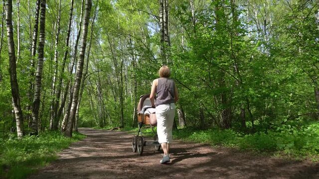 Girl with the baby carriage is walking in a Birch Grove.