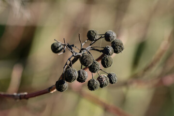 Herbstmotiv: Alte verdorrte Früchte / Beeren des Hartriegel (Lat.: Cornus) an einem Strauch...