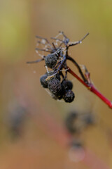 Hochformat: Vertrocknete alte schwarze Früchte / Beeren des Hartriegel (Lat.: Cornus) - freigestellt vor einem natürlichen Hintergrund