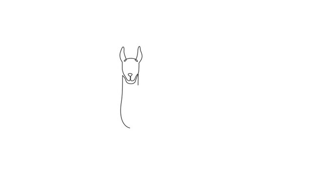 Animated self drawing of one continuous line draw cute elegant llama for company logo identity. Business icon concept from mammal animal shape. Full length single line animation illustration.