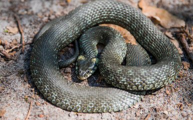 The snake is already curled up in a ball, basking in the spring sun. Selective focus. Close-up.